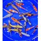 Carpe koi  18/21cm (lot de 10)