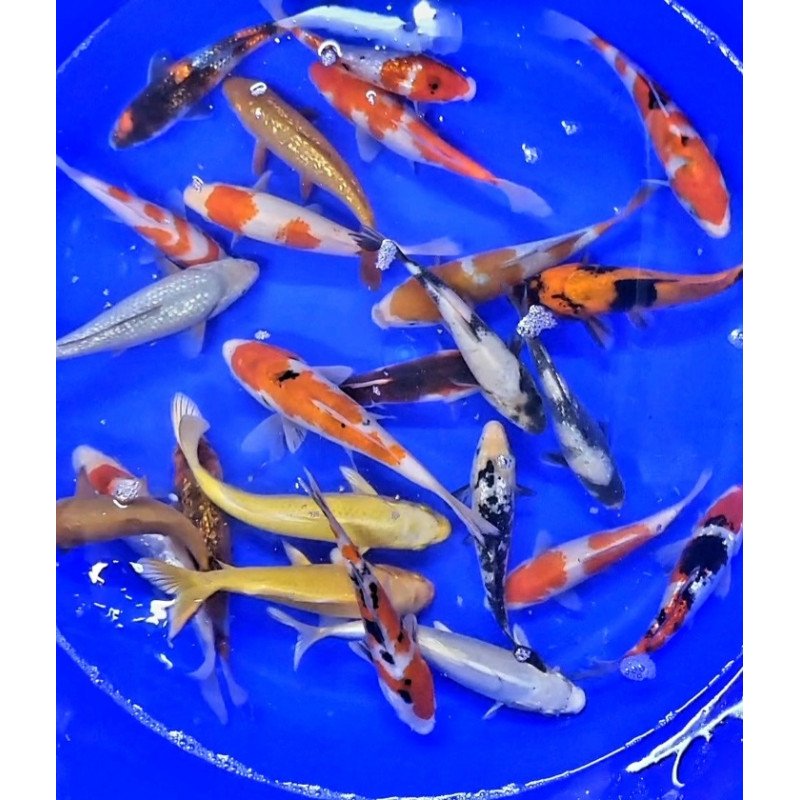 Carpe koi  18/21cm (lot de 10)