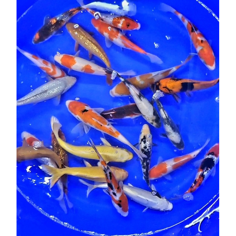 Carpe koi  18/21cm (lot de 10)