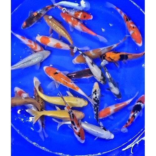 Carpe koi  18/21cm (lot de 10)