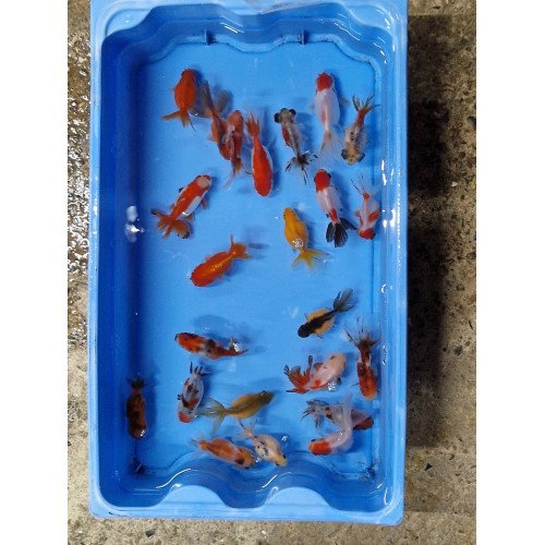 Oranda red cap 5/8cm