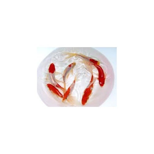 Sarassa 7/10cm (lot de 25)