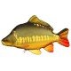 Loche de rivière 10/12cm