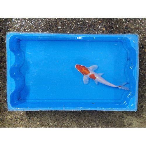 Carpe koi 20/23cm: koi 1