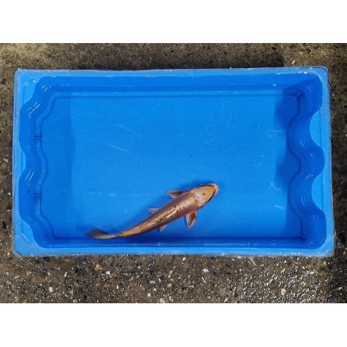 Carpe koi 20/23cm: koi 3