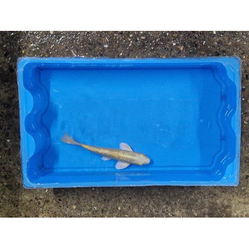 Carpe koi 20/23cm: kohaku 3