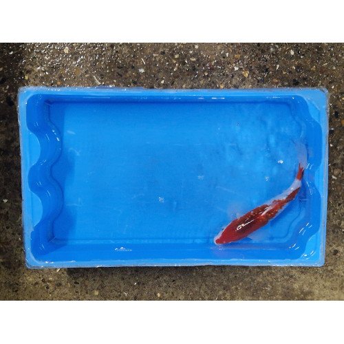 Carpe koi 20/23cm: goromo