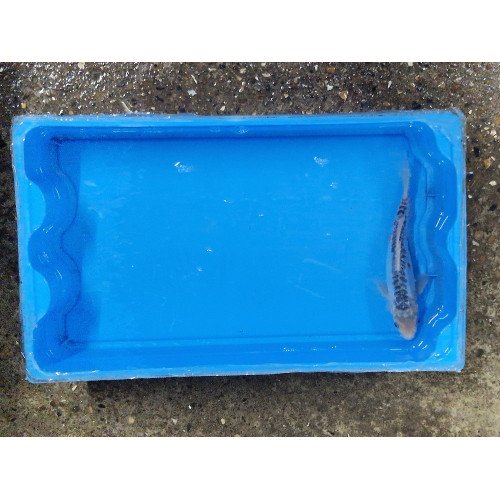 Carpe koi 20/23cm: shusui