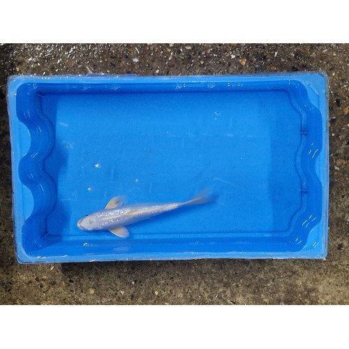 Carpe koi 20/23cm: platinium ginrin