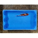 Carpe koi 20/23cm: showa