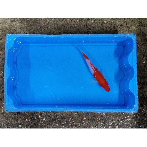 Carpe koi 20/23cm: kohaku