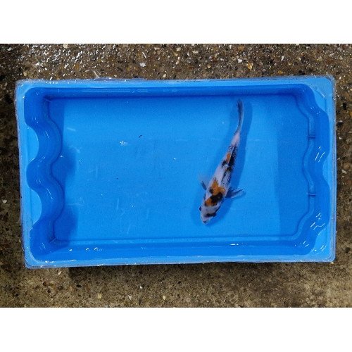 Carpe koi 20/23cm: showa