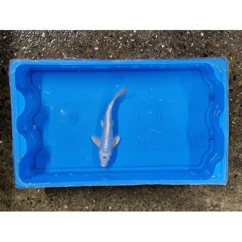 Carpe koi 20/23cm: doitsu platinium