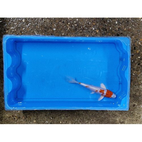 Carpe koi 20/23cm: hariwake