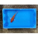 Carpe koi 20/23cm: koi doitsu