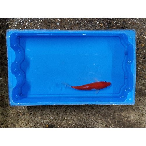 Carpe koi 20/23cm: kohaku 8