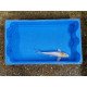 Carpe koi 20/23cm: koi 9