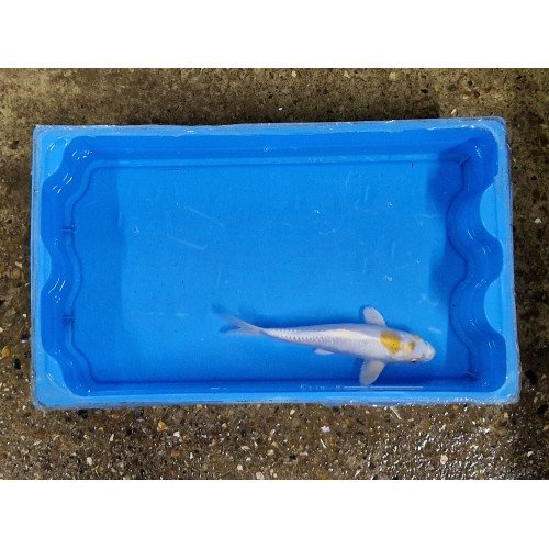 Carpe koi 20/23cm: koi 9