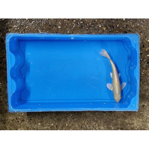 Carpe koi 20/23cm: yamabuki 10