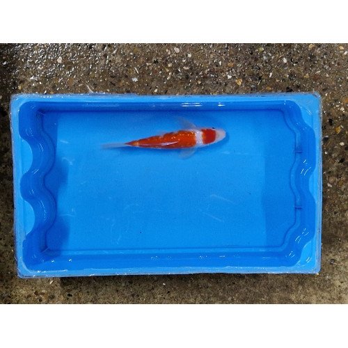 Carpe koi 20/23cm: soragoi