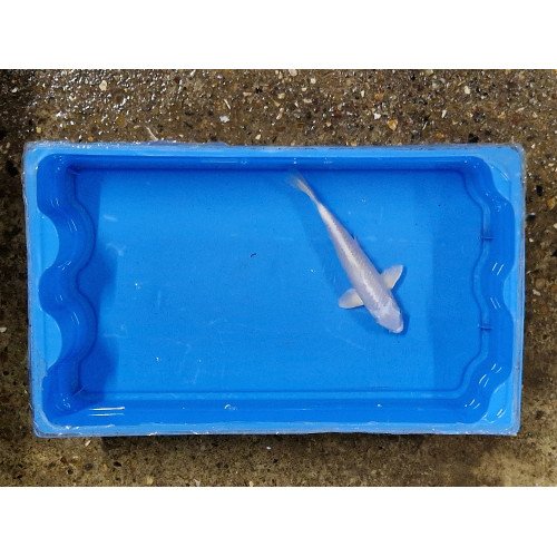 Carpe koi 20/23cm: koi 12