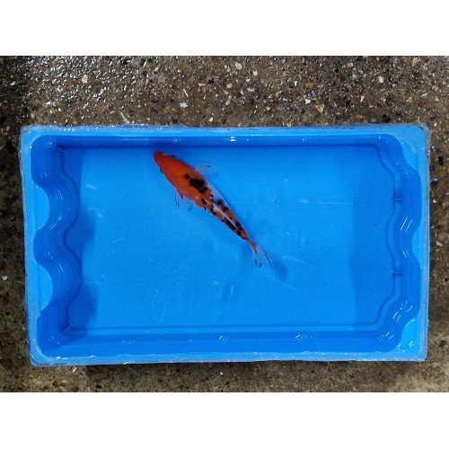 Carpe koi 20/23cm: soragoi