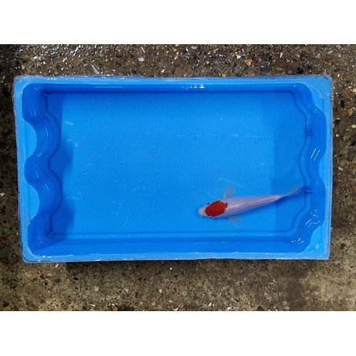 Carpe koi 20/23cm: koi 12