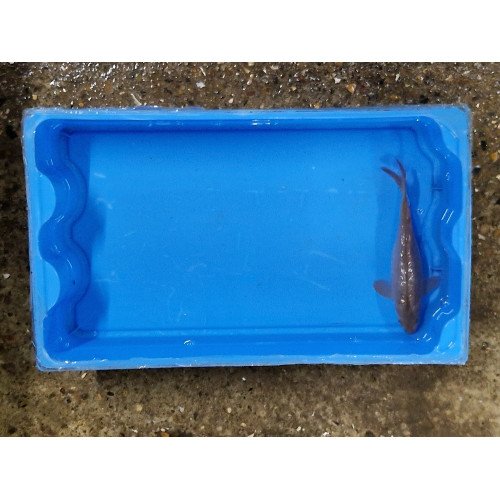 Carpe koi 20/23cm: koi 13