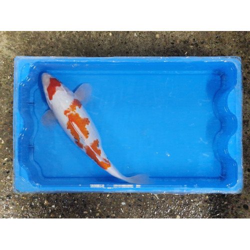 Carpe koi 35/40cm: kohaku