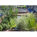 PROMOTION: 5 plantes aquatiques diverses selon disponibilité: 15 euros au lieu de 25 euros
