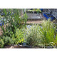 5 plantes diverses selon disponibilité (iris, papyrus, menthe aquatique....)