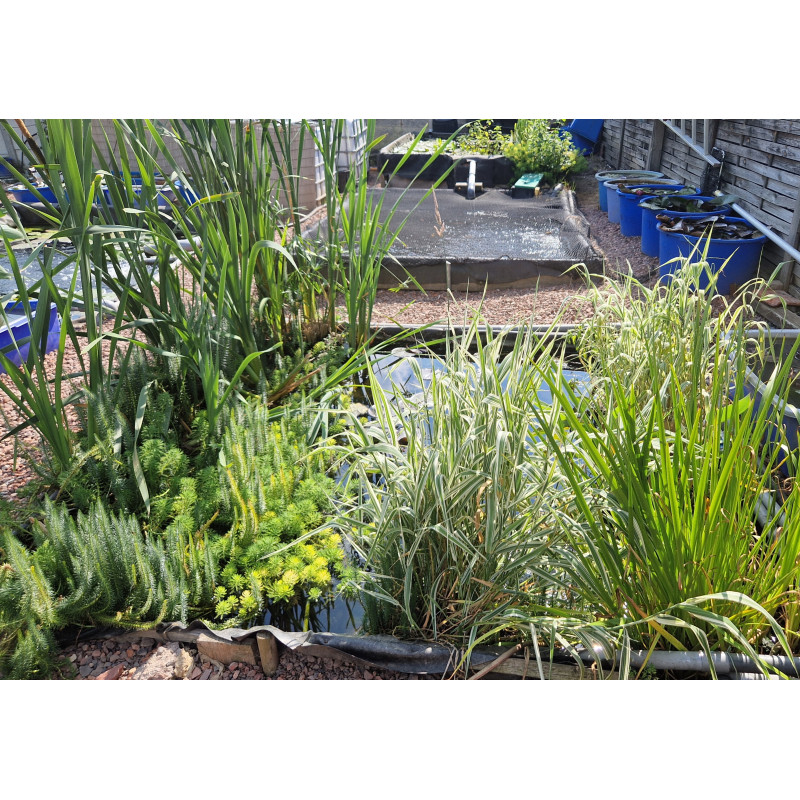 5 plantes diverses selon disponibilité (iris, papyrus, menthe aquatique....)