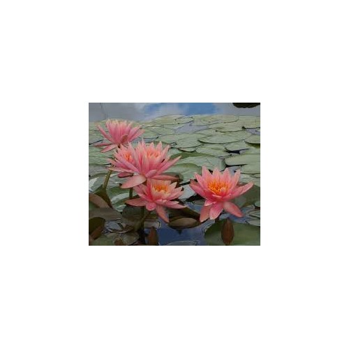 PROMOTION: nénuphar couleur indéterminée: 15 euros au lieu de 25 euros