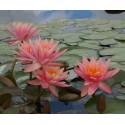 PROMOTION: nénuphar couleur indéterminée: 15 euros au lieu de 25 euros