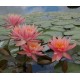 PROMOTION: nénuphar couleur indéterminée: 15 euros au lieu de 25 euros