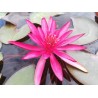 VENTE FLASH: Nénuphar hidden violet: 20 euros au lieu de 35 euros