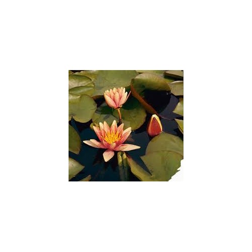 VENTE FLASH: Nénuphar sioux: 15 euros au lieu de 30 euros