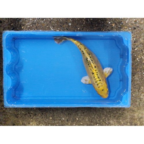 Carpe koi 35/40cm: showa