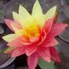 VENTE FLASH: Nénuphar Wanvisa: 30 euros au lieu de 45 euros