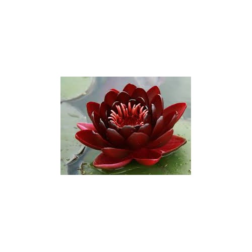 VENTE FLASH: Nénuphar black princess: 30 euros au lieu de 45 euros
