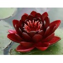 VENTE FLASH: Nénuphar black princess: 30 euros au lieu de 45 euros