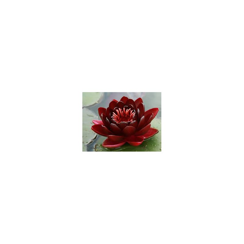 Nénuphar wanvisa