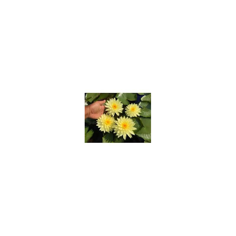 Nénuphar puttaraksa