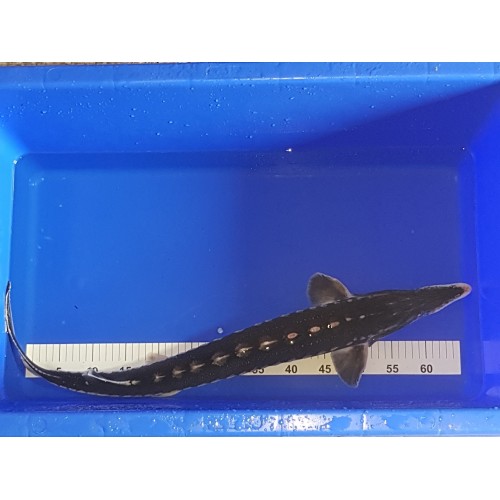 VENTE FLASH: Esturgeon stellatus ou sevruga 70/80cm: 225 euros au lieu de 295 euros