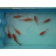Comète rouge 7/10cm