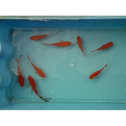 VENTE FLASH: Comète rouge 6/10cm (lot de 20): 49.95 euros au lieu de 69.95 euros