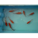 VENTE FLASH: Comète rouge 6/10cm (lot de 20): 49.95 euros au lieu de 69.95 euros