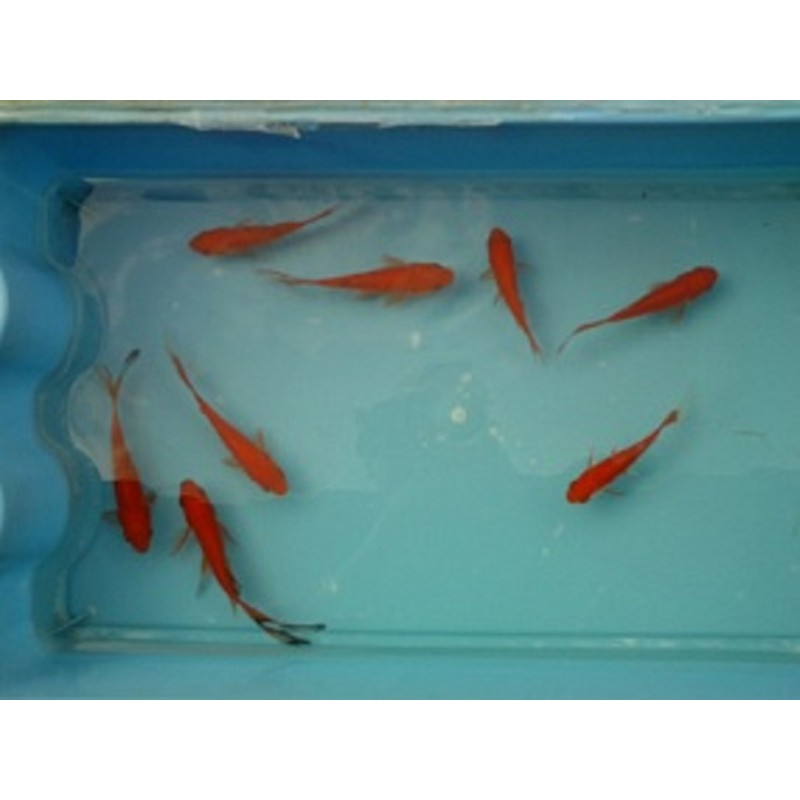 Comète rouge 7/10cm