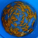 VENTE FLASH: Comète jaune 6/10 (lot de 20): 66 euros au lieu de 86.50 euros