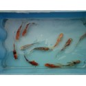 VENTE FLASH: Shubunkin 6/10cm (lot de 10): 35 euros au lieu de 46 euros